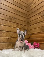 Olive, a female French Bulldog for sale in Sugarcreek, OH – Photo 9 of 9