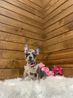 Olive, a female French Bulldog for sale in Sugarcreek, OH – Photo 7 of 9