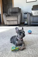 Olive, a female French Bulldog for sale in Sugarcreek, OH – Photo 4 of 9