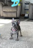 Olive, a female French Bulldog for sale in Sugarcreek, OH – Photo 1 of 9