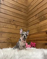 Olive, a female French Bulldog for sale in Sugarcreek, OH – Photo 8 of 9