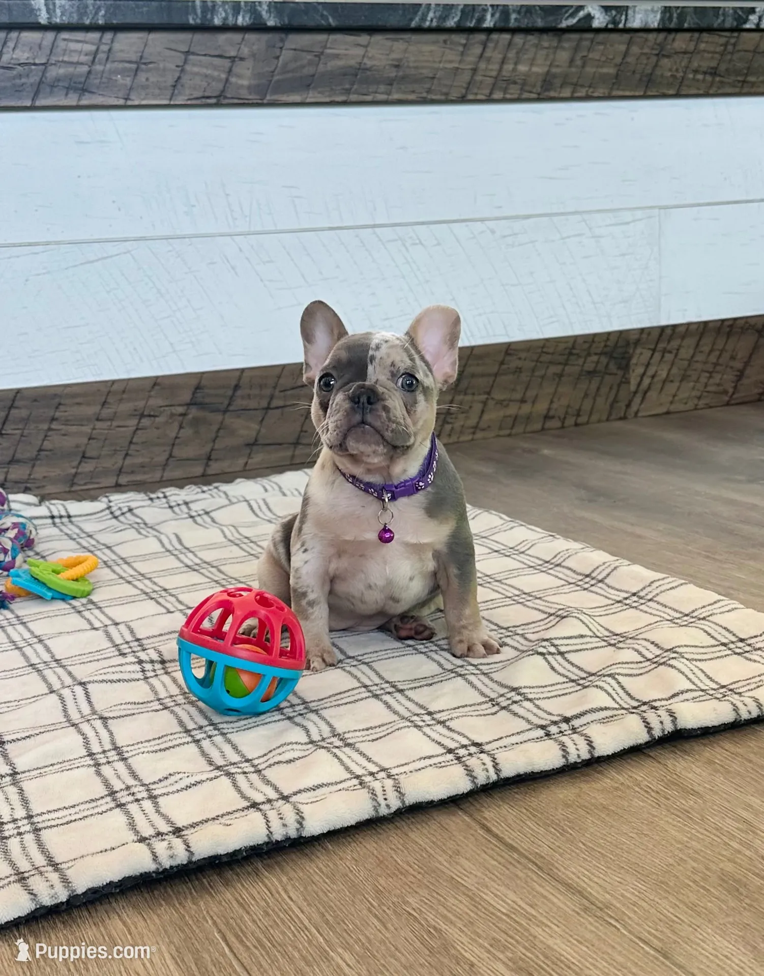 Janie, a female French Bulldog for sale in Sugarcreek, OH – 4 of 7