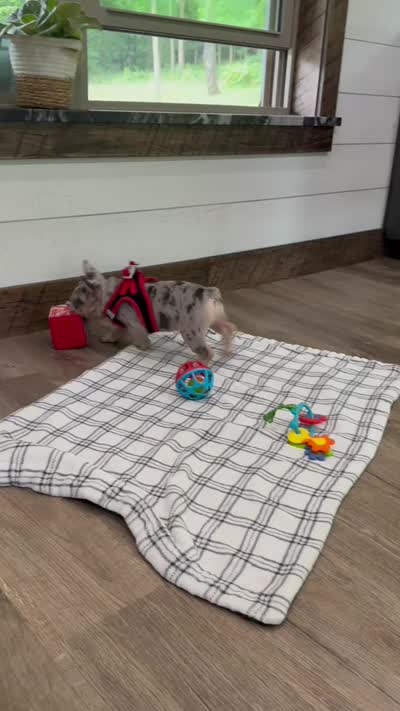 Leo, a male French Bulldog for sale in Sugarcreek, OH – 7 of 7