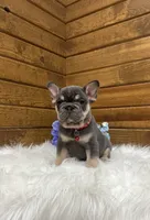 cooper, a male French Bulldog for sale in Sugarcreek, OH – 4 of 6