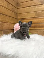 Nicole, a female French Bulldog for sale in Sugarcreek, OH – 2 of 5