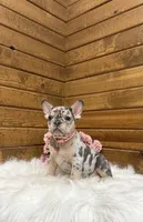 Velvet, a female French Bulldog for sale in Sugarcreek, OH – 3 of 4