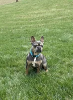 Paisley, a female French Bulldog for sale in Sugarcreek, OH – Photo 5 of 7