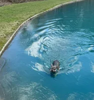 Paisley, a female French Bulldog for sale in Sugarcreek, OH – Photo 2 of 7