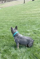 Paisley, a female French Bulldog for sale in Sugarcreek, OH – Photo 6 of 7