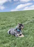 Paisley, a female French Bulldog for sale in Sugarcreek, OH – Photo 7 of 7