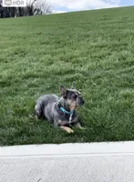 Paisley, a female French Bulldog for sale in Sugarcreek, OH – Photo 3 of 7