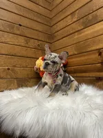Remy, a female French Bulldog for sale in Sugarcreek, OH – 3 of 5