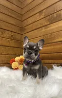 Ember, a female French Bulldog for sale in Sugarcreek, OH – 2 of 5