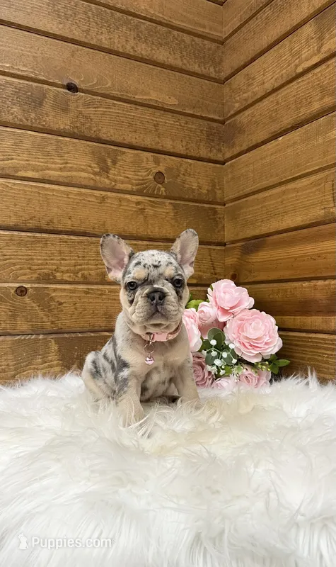 Sophie – French Bulldog puppy for sale in Sugarcreek, OH