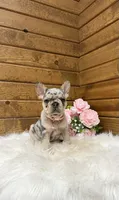 Sophie, a female French Bulldog for sale in Sugarcreek, OH – 1 of 5