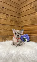 Xander, a male French Bulldog for sale in Sugarcreek, OH – Photo 3 of 4