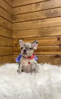 Xander, a male French Bulldog for sale in Sugarcreek, OH – Photo 2 of 4
