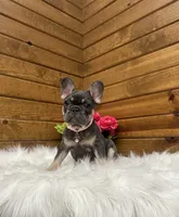 Maple, a female French Bulldog for sale in Sugarcreek, OH – 2 of 5