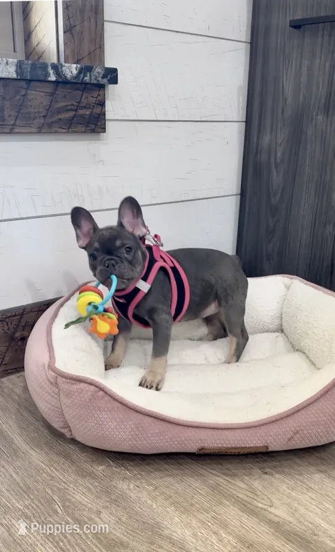 Ginger – French Bulldog puppy for sale in Sugarcreek, OH
