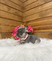 Molli, a female French Bulldog for sale in Sugarcreek, OH – 4 of 4