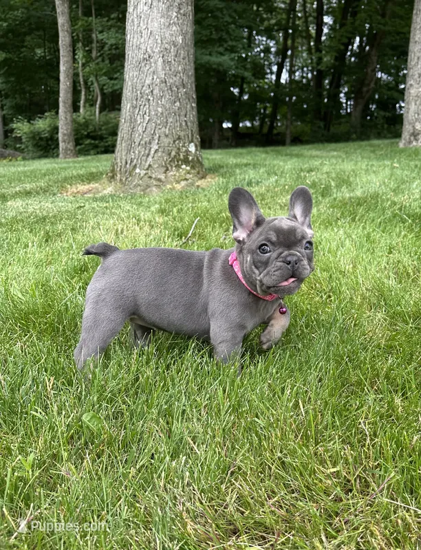 Sena – French Bulldog puppy for sale in Sugarcreek, OH