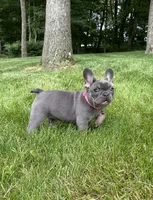 Sena, a female French Bulldog for sale in Sugarcreek, OH – 2 of 8