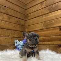 Ranger, a male French Bulldog for sale in Sugarcreek, OH – Photo 2 of 4