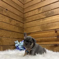 Ranger, a male French Bulldog for sale in Sugarcreek, OH – Photo 4 of 4