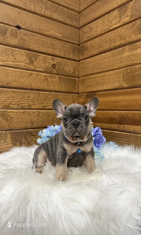 Ranger – French Bulldog puppy for sale in Sugarcreek, OH