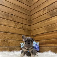 Ranger, a male French Bulldog for sale in Sugarcreek, OH – Photo 1 of 4