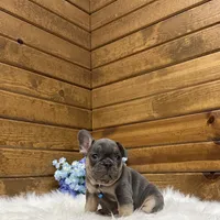 Ranger, a male French Bulldog for sale in Sugarcreek, OH – Photo 3 of 4