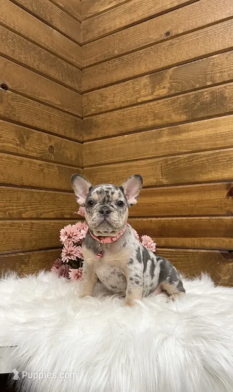 Velvet – French Bulldog puppy for sale in Sugarcreek, OH