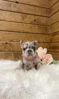 Remi, a female French Bulldog for sale in Sugarcreek, OH – Photo 1 of 5