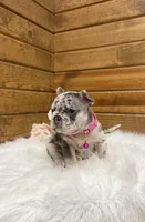 Remi, a female French Bulldog for sale in Sugarcreek, OH – Photo 5 of 5