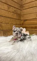 Remi, a female French Bulldog for sale in Sugarcreek, OH – Photo 4 of 5