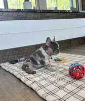 Janie, a female French Bulldog for sale in Sugarcreek, OH – 6 of 7