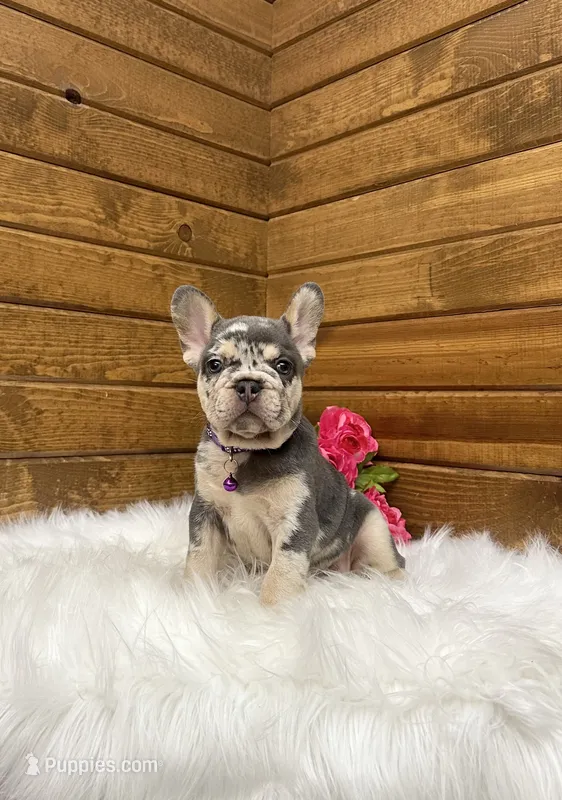 Gracie – French Bulldog puppy for sale in Sugarcreek, OH