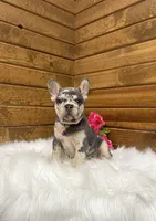 Gracie, a female French Bulldog for sale in Sugarcreek, OH – 1 of 5