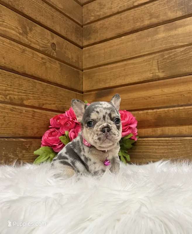 Niki – French Bulldog puppy for sale in Sugarcreek, OH