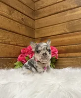 Niki, a female French Bulldog for sale in Sugarcreek, OH – 1 of 6
