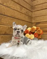 Zealand, a male French Bulldog for sale in Sugarcreek, OH – 5 of 10