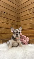 Velvet, a female French Bulldog for sale in Sugarcreek, OH – 2 of 4