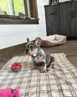 Aspen, a male French Bulldog for sale in Sugarcreek, OH – 2 of 6