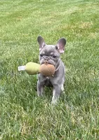 Violet , a female French Bulldog for sale in Sugarcreek, OH – 1 of 9