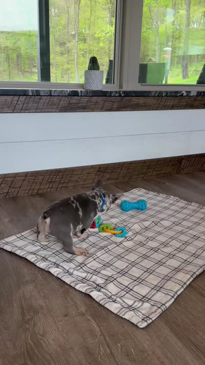 Aspen, a male French Bulldog for sale in Sugarcreek, OH – 6 of 6