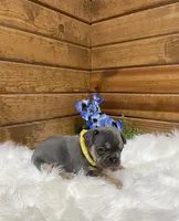 Winston, a male French Bulldog for sale in Sugarcreek, OH – Photo 1 of 2