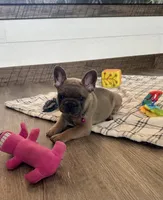 Molly, a female French Bulldog for sale in Sugarcreek, OH – 3 of 7