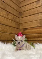 Sadie, a female French Bulldog for sale in Sugarcreek, OH – Photo 4 of 4