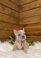 Sadie, a female French Bulldog for sale in Sugarcreek, OH – Photo 1 of 4