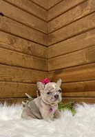 Sadie, a female French Bulldog for sale in Sugarcreek, OH – Photo 2 of 4